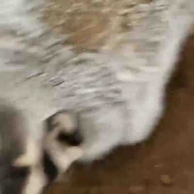 Guy taunt wild dangerous animal and gets brutally attacked!
