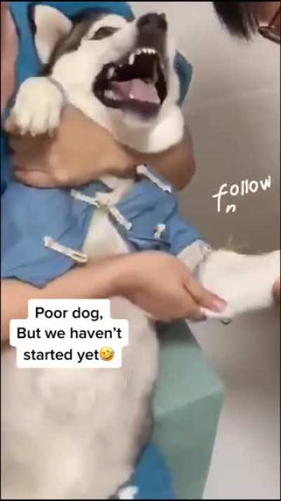 Huskys are the Karen&rsquo;s of dogs