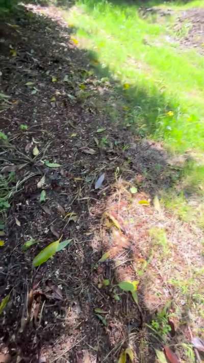 99% of walking your ferret: toddler tantrums