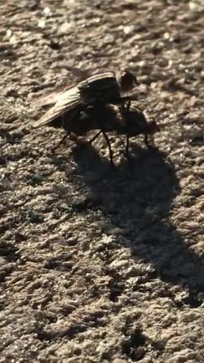 Two flys having sex in HD with different angles. You&rsquo;re welcome.