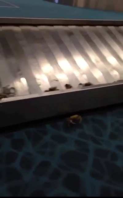 Bringing home a load of crabs from vacation, but the container is breached en route (not OC)