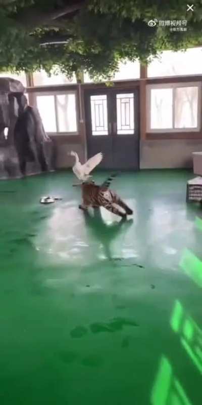 Tiger confronts a goose