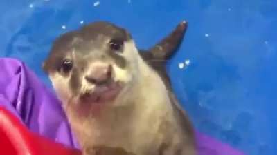Otter teaches human how to pet...