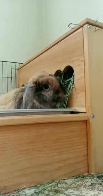 Borpo says separating the good hay from the bad hay is a two paw job