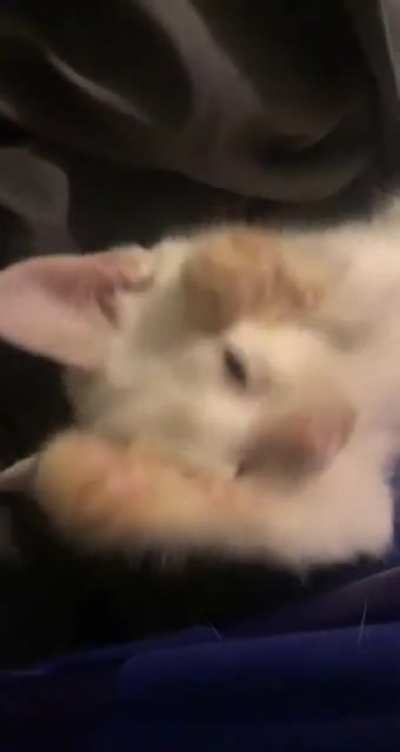 Fuzzy smol
