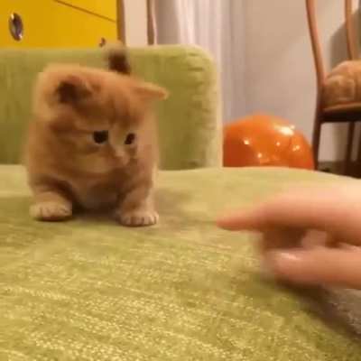 kittengifs