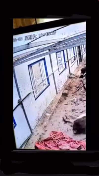Ostrich gets stuck and this happens.