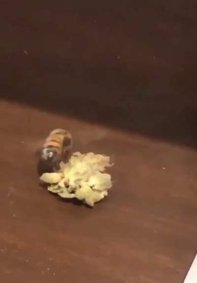 The bee and the bud