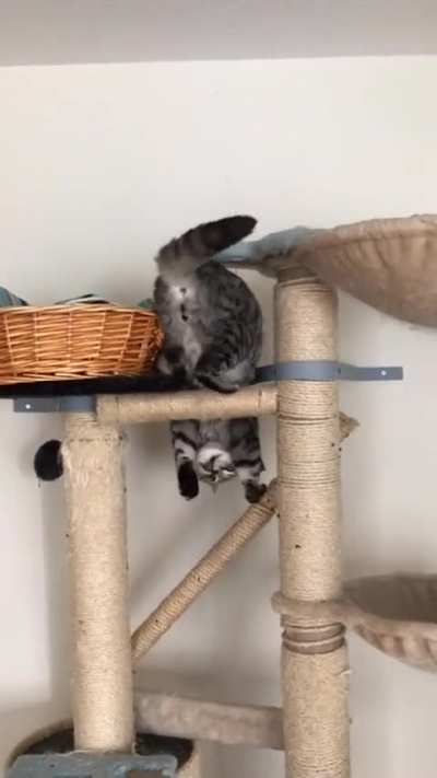 That&rsquo;s one way to dismount your scratching tower