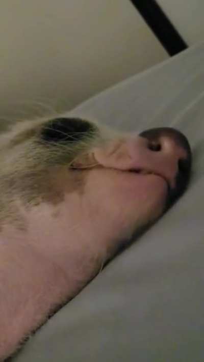 Do all piggies "eat" while they sleep?