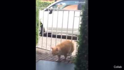 Poor cat