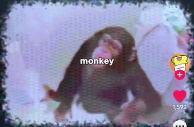There&rsquo;s a god damn monkey in ma fridge