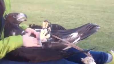 This is the world&rsquo;s largest flying Engine of Murder marveling at the fact that it can actually have its tummy rubbed.