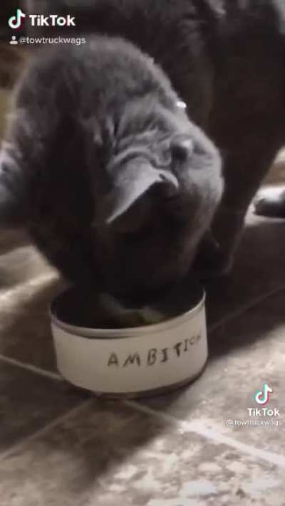 And my cats living rent free, has no job and eats the food that I buy and I don&rsquo;t mind that at all.