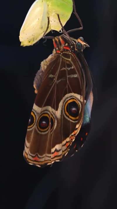A Morpho butterfly emerging from its chrysalis&mdash;the moment one of nature's most brilliant blue wings comes to life