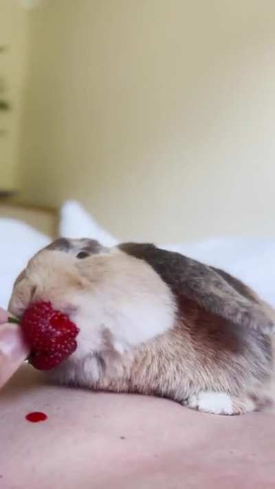 Tried to use my own body as a strawberry splash saver to protect my bed &eth;