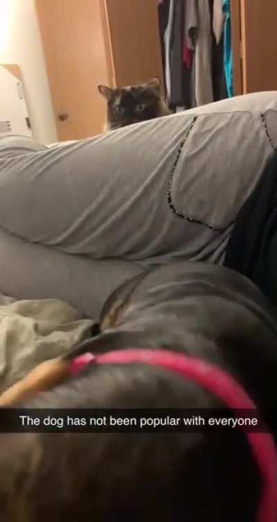 Getting a dog was not a popular decision with everyone