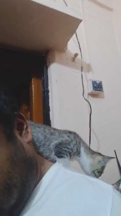 Shoulder ride postponed to night time as hooman is busy trying to get help for vaccination &amp;amp; spaying of momma &amp;amp; siblings. She is blissfully unaware of hoomans struggle &amp;amp; only wants shouder rides.