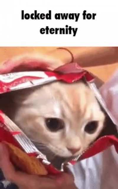 no more cat