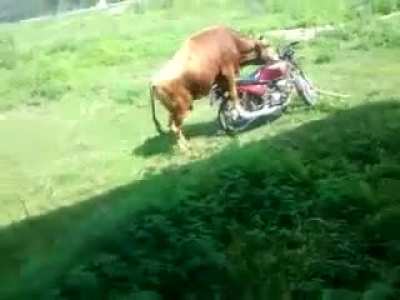 A bull and a motorbike