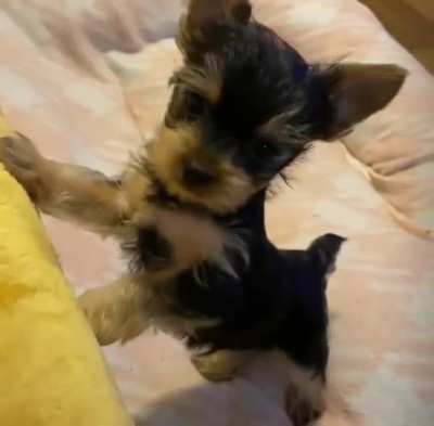 The owner had to bring him on the bed. He tried his best.