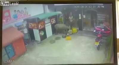 Cow Goes Crazy and Attacks Kid