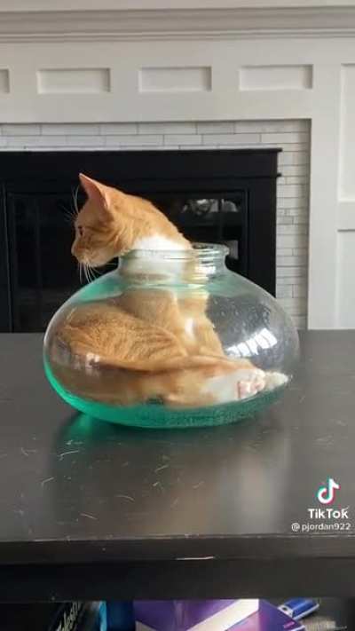 While I forget I'm a cat for a sec