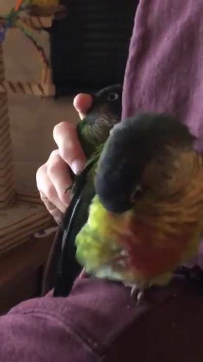 Him - absolutely not, we are not getting a parrot 💖😂