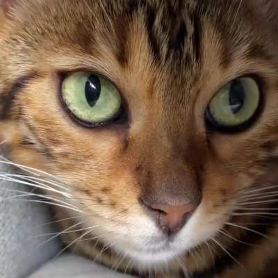 Close up of cat&rsquo;s eyes focusing far/near