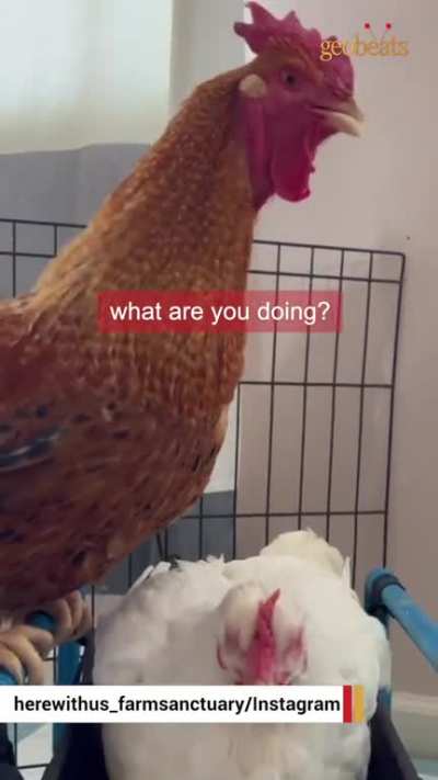 Shrimp and Basil&rsquo;s love story at Here With Us Farm Sanctuary