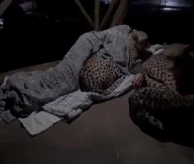 A caretaker comforting his cheetah companions when they get nervous during the night.