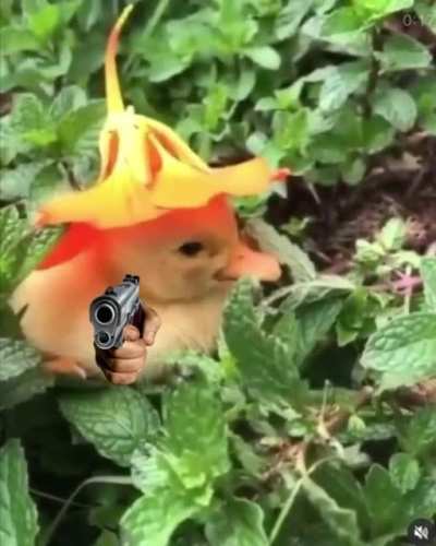 Young duck dolan