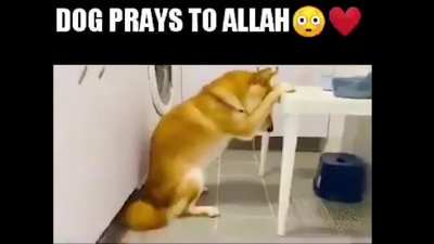 نصلي لك الكلب المتخلف🙏🏿