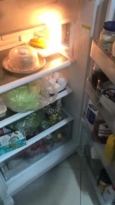 Por algum motivo ele gosta de ficar ai, mesmo quando clima ta frio. Ele gosta de ficar uns 30 min ou mais. Ele n&atilde;o faz bagun&ccedil;a, s&oacute; fica ali paradinho. O que ele fica fazendo? 🤔