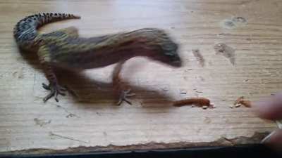 Clicked on this sub out of curiosity, and didn't have anything prepared. So here's a video of my lizard.