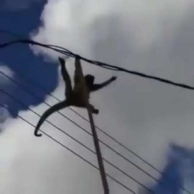 O MACACO