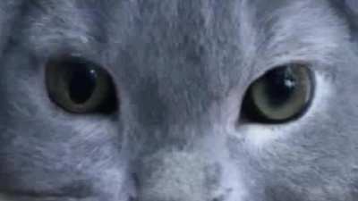 Bunnycat