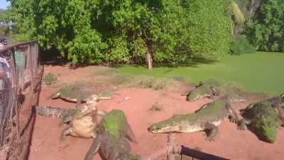 Throwing the gators some food