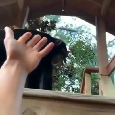 Monkey pana