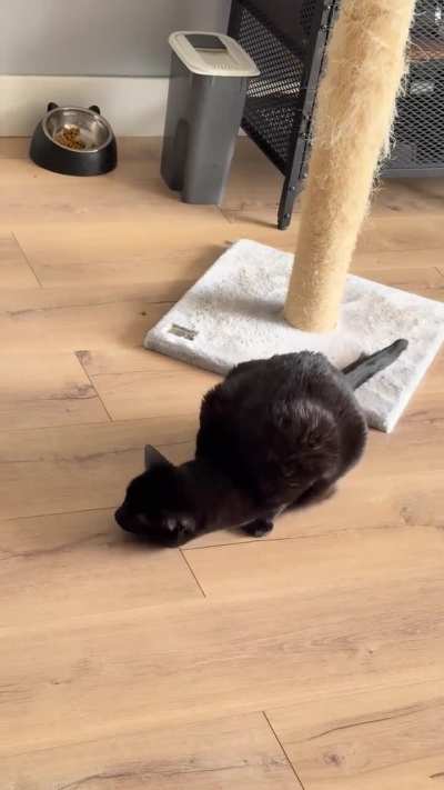Gata fazendo &acirc;nsia de v&ocirc;mito com frequ&ecirc;ncia