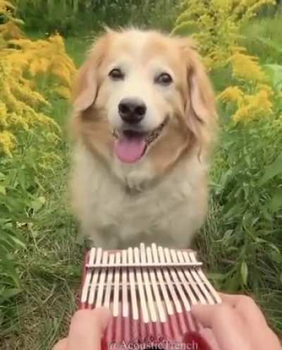 no meme just doggo