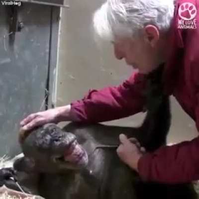 Dying chimp recognizes old friend