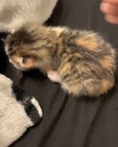 cutest scream cut