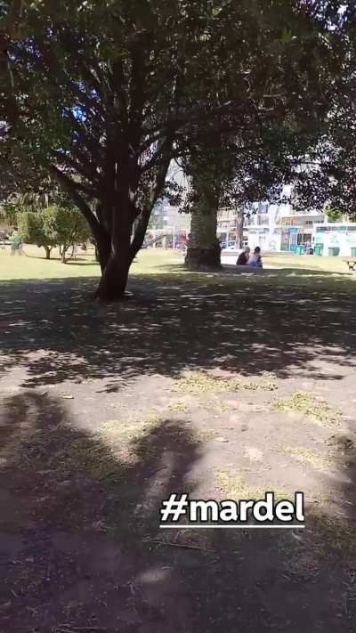 Disfruta 