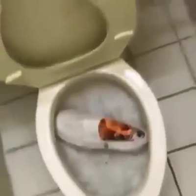 dorito