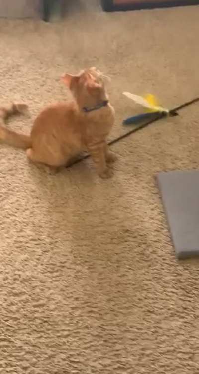 Perfectly Cut Meow