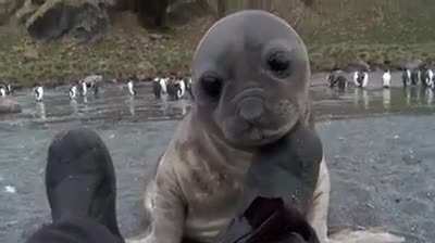 🔥 A wildlife photographer was photographing elephant seals on a beach and a baby came over to check him out 🔥