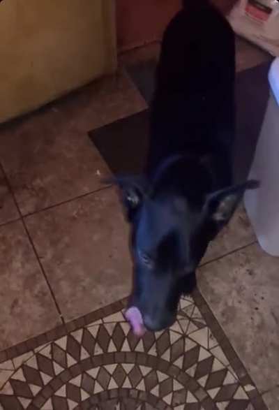 the dog is doing the being based