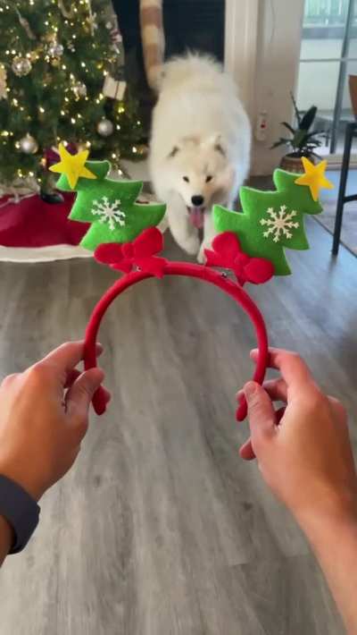 Christmas Joy