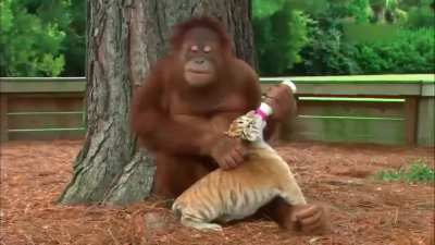 Animals being friendly